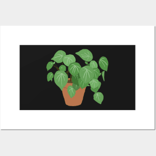 Peperomia Argyreia Watermelon Plant Posters and Art